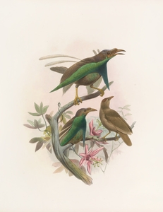 Semioptera Wallacii 1873