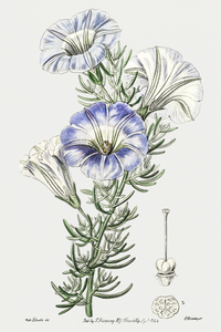 Sky blue alona from Edwards Botanical Register 1829-1847  by Sydenham Edwards John Lindley and James Ridgway.