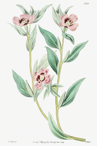 Long Branched Enothera from Edwards Botanical Register 1829-1847  by Sydenham Edwards John Lindley and James Ridgway.
