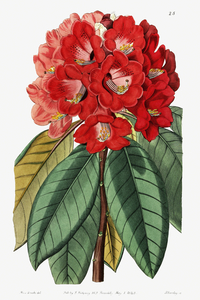 Rhododendron rollissonii from Edwards Botanical Register 1829-1847  by Sydenham Edwards John Lindley and James Ridgway.