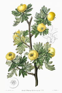 Tansy-leaved hawthorn from Edwards Botanical Register 1829-1847  by Sydenham Edwards John Lindley and James Ridgway.
