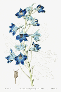 Shewy delphinium from Edwards Botanical Register 1829-1847  by Sydenham Edwards John Lindley and James Ridgway.