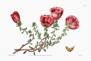 Dr. Gillies purslane from Edwards Botanical Register 1829-1847  by Sydenham Edwards John Lindley and James Ridgway.