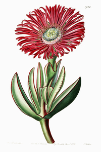 Red-Edged Fig Marigold from Edwards Botanical Register 1829-1847  by Sydenham Edwards John Lindley and James Ridgway.