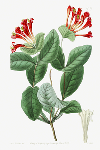 The north-west honeysuckle from Edwards Botanical Register 1829-1847  by Sydenham Edwards John Lindley and James Ridgway.