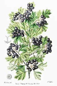 Hairy leaved black hawthorn from Edwards Botanical Register 1829-1847  by Sydenham Edwards John Lindley and James Ridgway.
