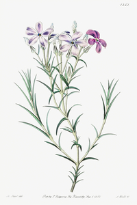 Shewy phlox from Edwards Botanical Register 1829-1847  by Sydenham Edwards John Lindley and James Ridgway.