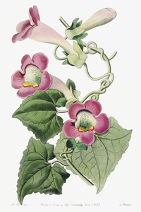 Blushing lophospermum from Edwards Botanical Register 1829-1847  by Sydenham Edwards John Lindley and James Ridgway.
