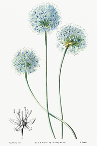 Blue leek from Edwards Botanical Register 1829-1847  by Sydenham Edwards John Lindley and James Ridgway.