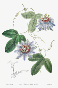 Lieut. sullivans passion-flower from Edwards Botanical Register 1829-1847  by Sydenham Edwards John Lindley and James Ridgway.