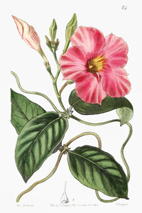 Knob-jointed dipladenia from Edwards Botanical Register 1829-1847  by Sydenham Edwards John Lindley and James Ridgway.