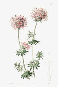 Long-styled crucianella from Edwards Botanical Register 1829-1847  by Sydenham Edwards John Lindley and James Ridgway.