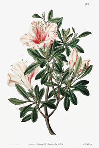 The variegated Chinese azalea from Edwards Botanical Register 1829-1847  by Sydenham Edwards John Lindley and James Ridgway.