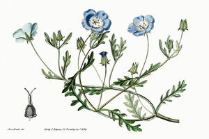Shewy nemophila from Edwards Botanical Register 1829-1847  by Sydenham Edwards John Lindley and James Ridgway.