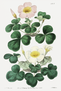 Variable oxalis from Edwards Botanical Register 1829-1847  by Sydenham Edwards John Lindley and James Ridgway.