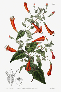 Heart-leaved manettia from Edwards Botanical Register 1829-1847  by Sydenham Edwards John Lindley and James Ridgway.