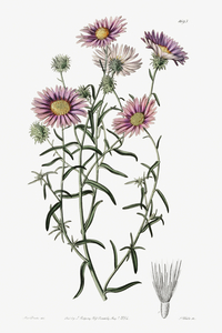 Hoary diplopappus from Edwards Botanical Register 1829-1847  by Sydenham Edwards John Lindley and James Ridgway.
