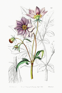 Smooth dwarf dahlia from Edwards Botanical Register 1829-1847  by Sydenham Edwards John Lindley and James Ridgway.