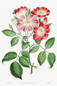 Rose clare from Edwards Botanical Register 1829-1847  by Sydenham Edwards John Lindley and James Ridgway.