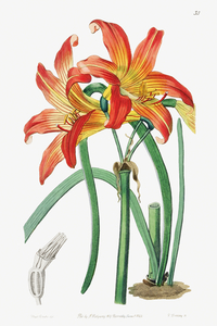 Meadow habranthus from Edwards Botanical Register 1829-1847  by Sydenham Edwards John Lindley and James Ridgway.