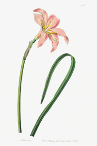 Spofforth Zephyranthes from Edwards Botanical Register 1829-1847  by Sydenham Edwards John Lindley and James Ridgway.