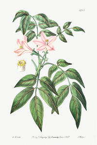 Pink Turraea pinnata from Edwards Botanical Register 1829-1847  by Sydenham Edwards John Lindley and James Ridgway.