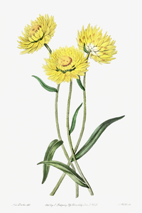 Two-coloured Helichrysum from Edwards Botanical Register 1829-1847  by Sydenham Edwards John Lindley and James Ridgway.