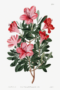 The brick-red Chinese azalea from Edwards Botanical Register 1829-1847  by Sydenham Edwards John Lindley and James Ridgway.