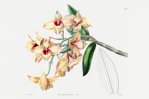 Copper-coloured Dendrobium from Edwards Botanical Register 1829-1847  by Sydenham Edwards John Lindley and James Ridgway.