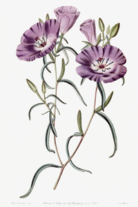 Large Purple Chilian Evening Primrose from Edwards Botanical Register 1829-1847  by Sydenham Edwards John Lindley and James Ridgway.