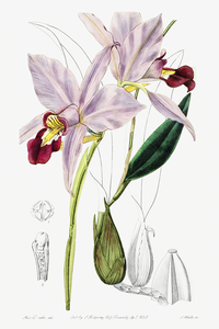 Bordered dwarf cattleya from Edwards Botanical Register 1829-1847  by Sydenham Edwards John Lindley and James Ridgway.