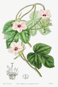 Mr.Aitons ipomoea from Edwards Botanical Register 1829-1847  by Sydenham Edwards John Lindley and James Ridgway.