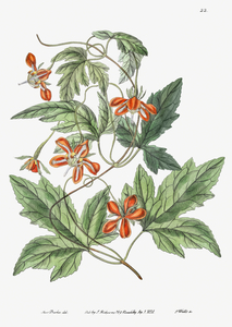 Red loasa from Edwards Botanical Register 1829-1847  by Sydenham Edwards John Lindley and James Ridgway.