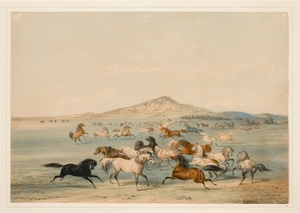 Wild Horses at Play 1844