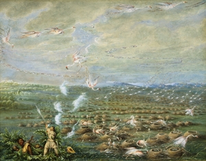 Flamingo Shooting in South America 1856