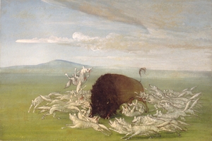 White Wolves Attacking a Buffalo Bull 1832-1833