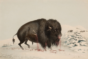 Wounded Buffalo Bull 1844