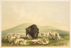 Buffalo Hunt White Wolves Attacking Buffalo Bull 1844 