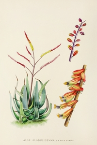 Aloe Globuligemma