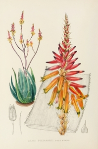 Aloe Pienaarii