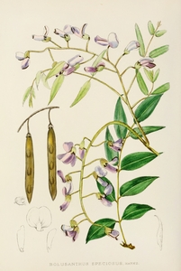 Bolusanthus Speciosus
