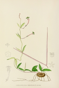 Ceropegia Rendallii