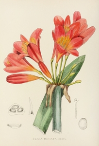 Clivia Miniata