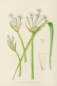 Cyrtanthus Mckenii