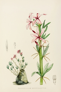 Pachypodium Succulentum