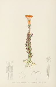 Senecio Stapeliaeformis