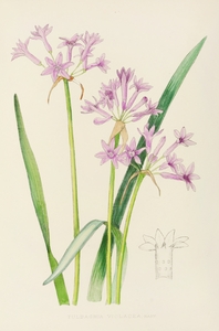 Tulbaghia Violacea