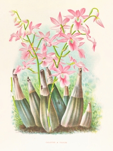 Calanthe veitch