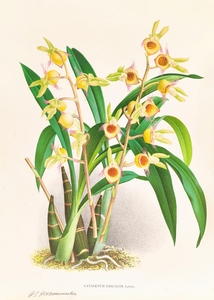 Catasetum Discolor