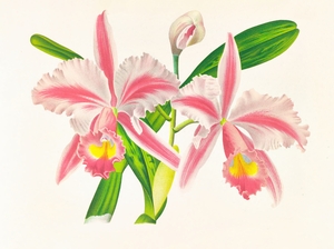 Cattleya Trianae var striata